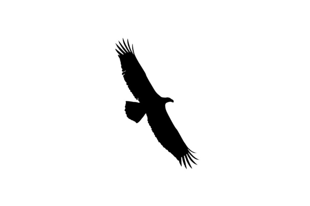 Eagle SVG