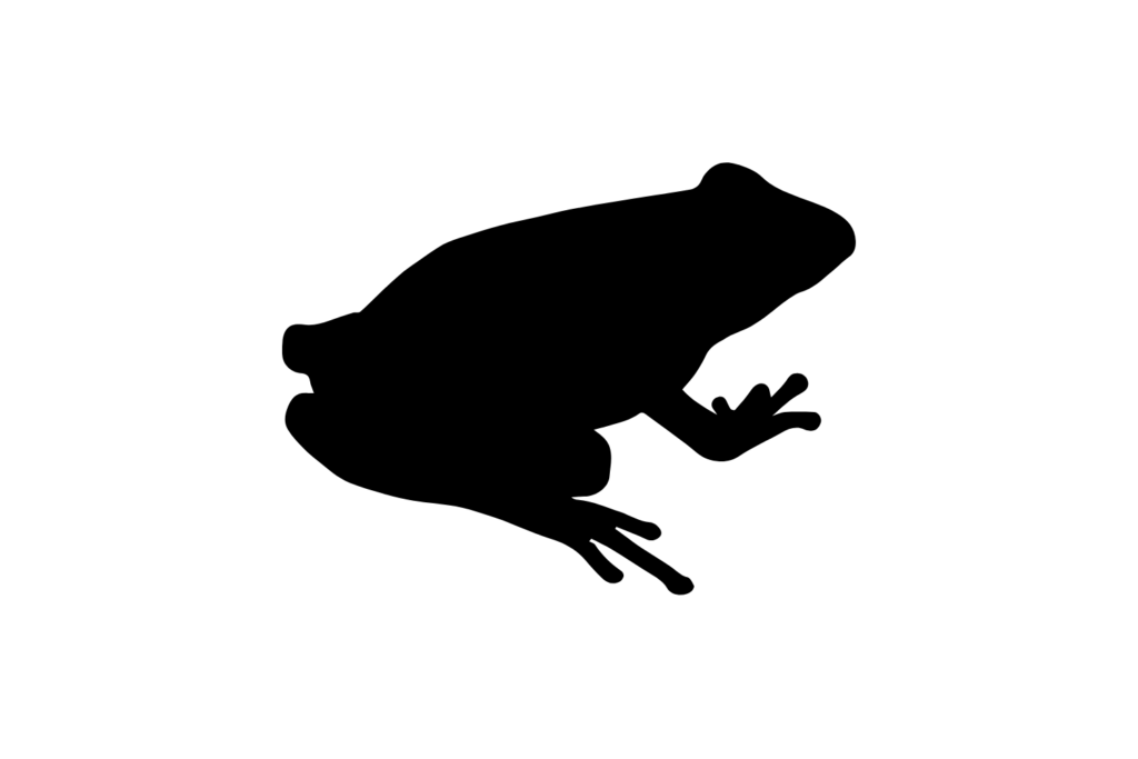 Frog PNG