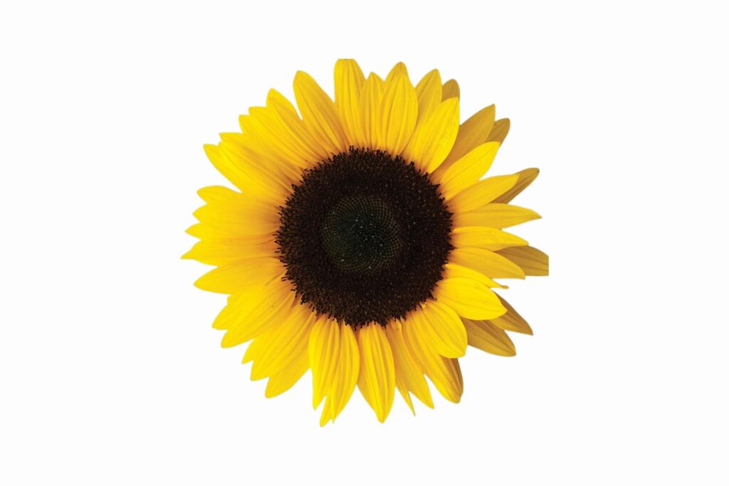 Sun flower SVG Free Download