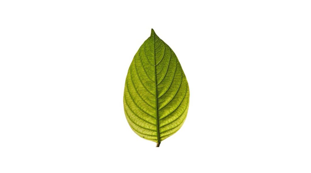 Leaf SVG